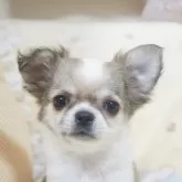 チワワ(ロング)