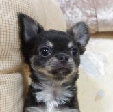 チワワ(ロング)