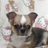 チワワ(スムース)