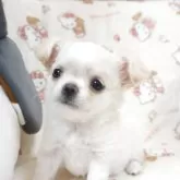 チワワ(ロング)