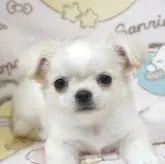 チワワ(ロング)【千葉県・男の子・2025年8月15日・フォーンクリーム】の写真1「ベビーフェイスの甘甘なお顔で可愛いです」