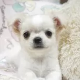 チワワ(ロング)