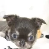 チワワ(ロング)