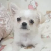 チワワ(ロング)