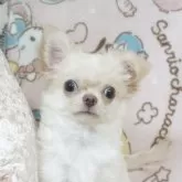 チワワ(ロング)