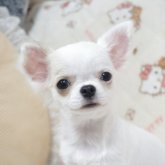 チワワ(ロング)
