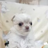 チワワ(ロング)