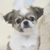 チワワ(ロング)