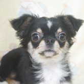 チワワ(ロング)