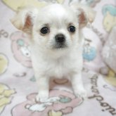 チワワ(ロング)