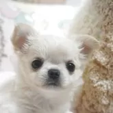 チワワ(ロング)