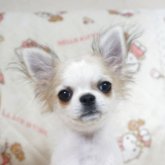 チワワ(ロング)