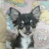 チワワ(ロング)