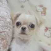 チワワ(ロング)