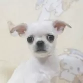 チワワ(スムース)