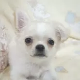 チワワ(ロング)