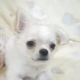 チワワ(ロング)【千葉県・男の子・2025年8月15日・フォーンクリーム】の写真2