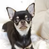 チワワ(スムース)【千葉県・女の子・2025年1月7日・チョコクリームタン】の写真2「写真撮影はテンション上がり気味です♪♪♪」