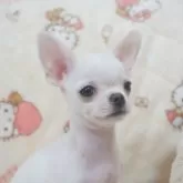 チワワ(スムース)【千葉県・男の子・2025年10月3日・ホワイト】の写真4