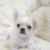 チワワ(ロング)【千葉県・男の子・2025年8月15日・フォーンクリーム】の写真5