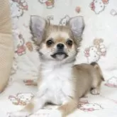 チワワ(ロング)【千葉県・男の子・2025年5月24日・フォーンホワイト】の写真7