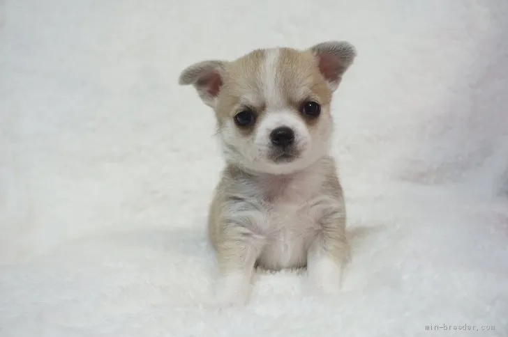 chobi55 様のお迎えした子犬