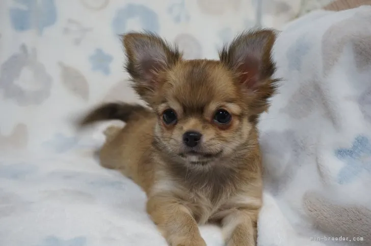 ID：1812-01893の子犬