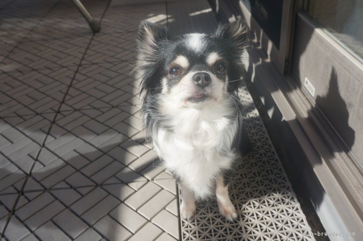 チワワ(ロング)【・女の子・2021年1月20日・ブラックタン&amp;ホワイト】