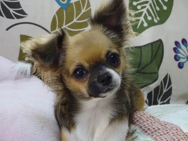 ID：1611-00016の子犬