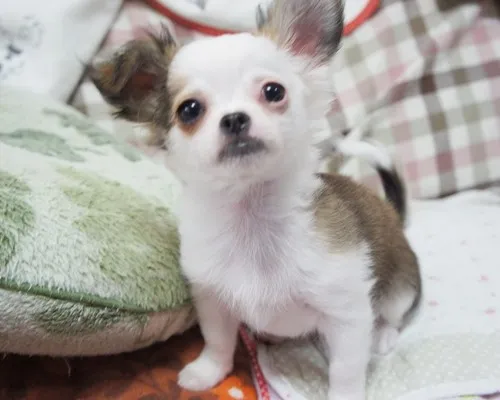 ID：1311-00514の子犬