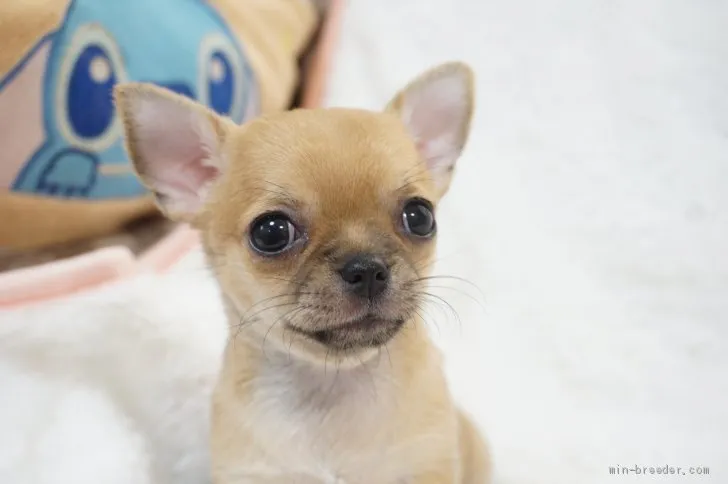 T.O 様のお迎えした子犬