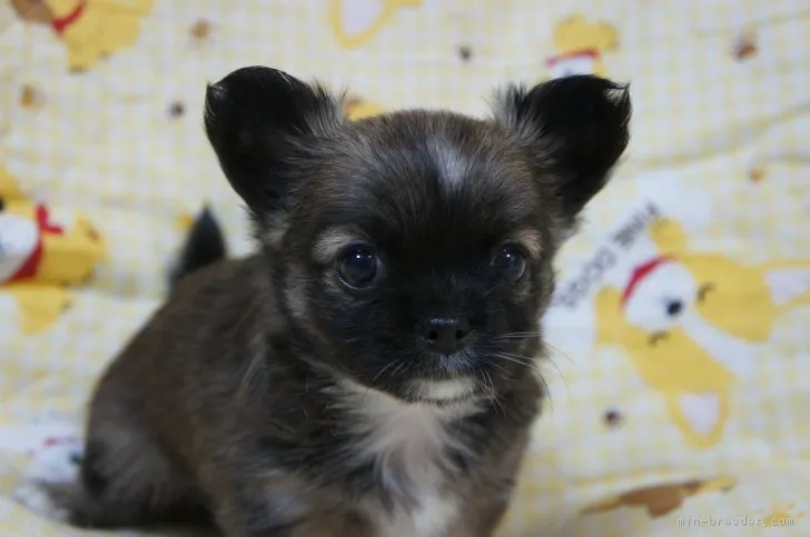 たま 様のお迎えした子犬