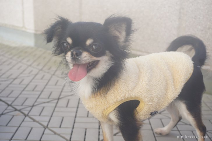 チワワ(ロング)【・女の子・2023年9月28日・ブラックタン】