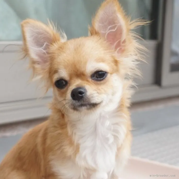 ID：2301-04548の子犬