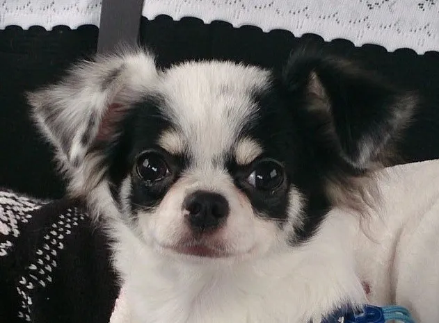 ID：1310-00537の子犬