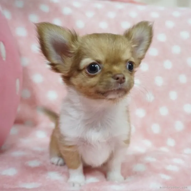 ID：2301-04555の子犬