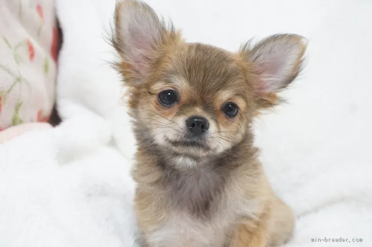 ID：1905-03152の子犬
