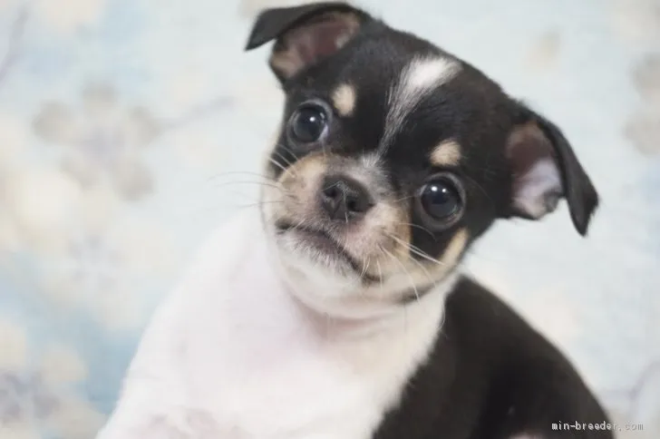 ID:2003-02432の子犬