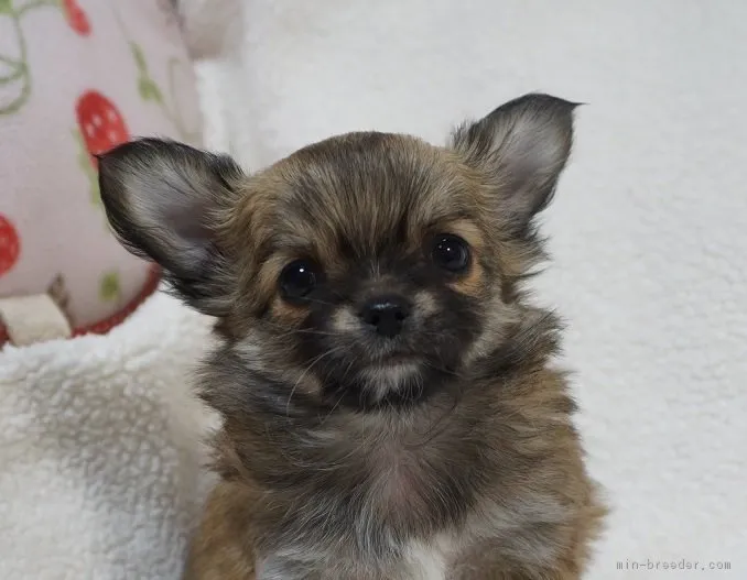ID：1812-00517の子犬