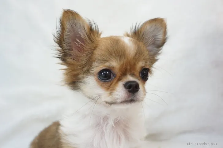 ティアラのママ 様のお迎えした子犬