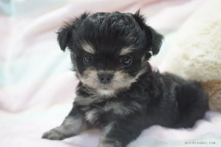 ID：2105-00726の子犬