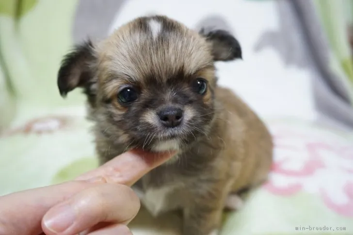ID：1812-00340の子犬