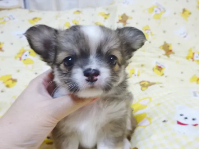 ID：1609-01251の子犬