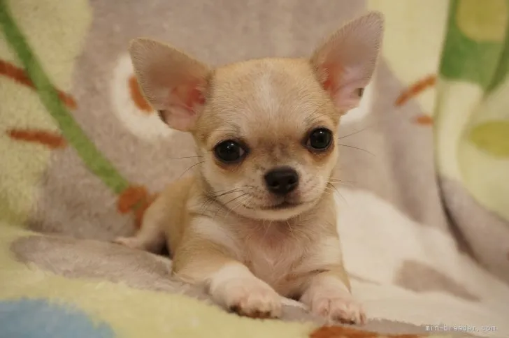 N.S 様のお迎えした子犬