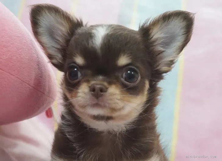 ID：2106-00300の子犬