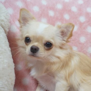 チワワ(ロング)【千葉県・男の子・2023年1月31日・クリームホワイト】の写真「詰まった可愛いお顔♡おとなしくて吠えない子です」