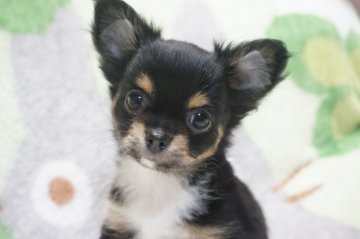 チワワ(ロング)【千葉県・男の子・2020年5月5日・ブラックタン&ホワイト】の写真「ぱっちりお目目の明るい性格の子♪」