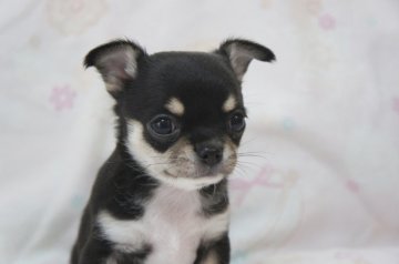 チワワ(スムース)【千葉県・男の子・2018年2月16日・ブラックタン】の写真「呼ぶとブンブン尻尾振って走ってきます♪」