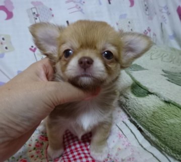 チワワ(ロング)【千葉県・女の子・2016年7月27日・チョコフォーン】の写真「小ぶり、とっても可愛い子です♡」