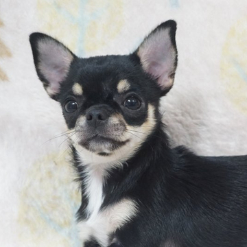 チワワ(スムース)【千葉県・女の子・2022年2月20日・ブラックタン】の写真「小ぶり、くりくりお目目が可愛いおっとりさん♪」